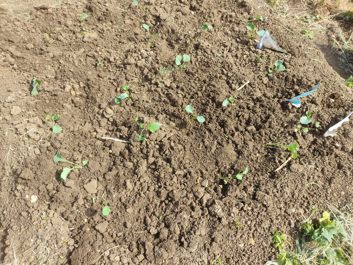 Почти вся капуста брокколи. Цветной парочка да одна-две просто ранней.