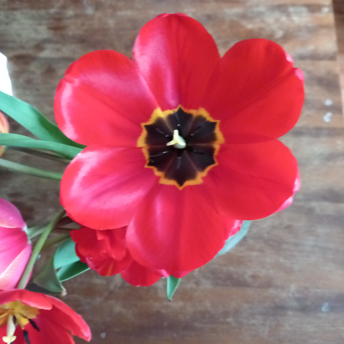 Этого красавца я не знаю как зовут