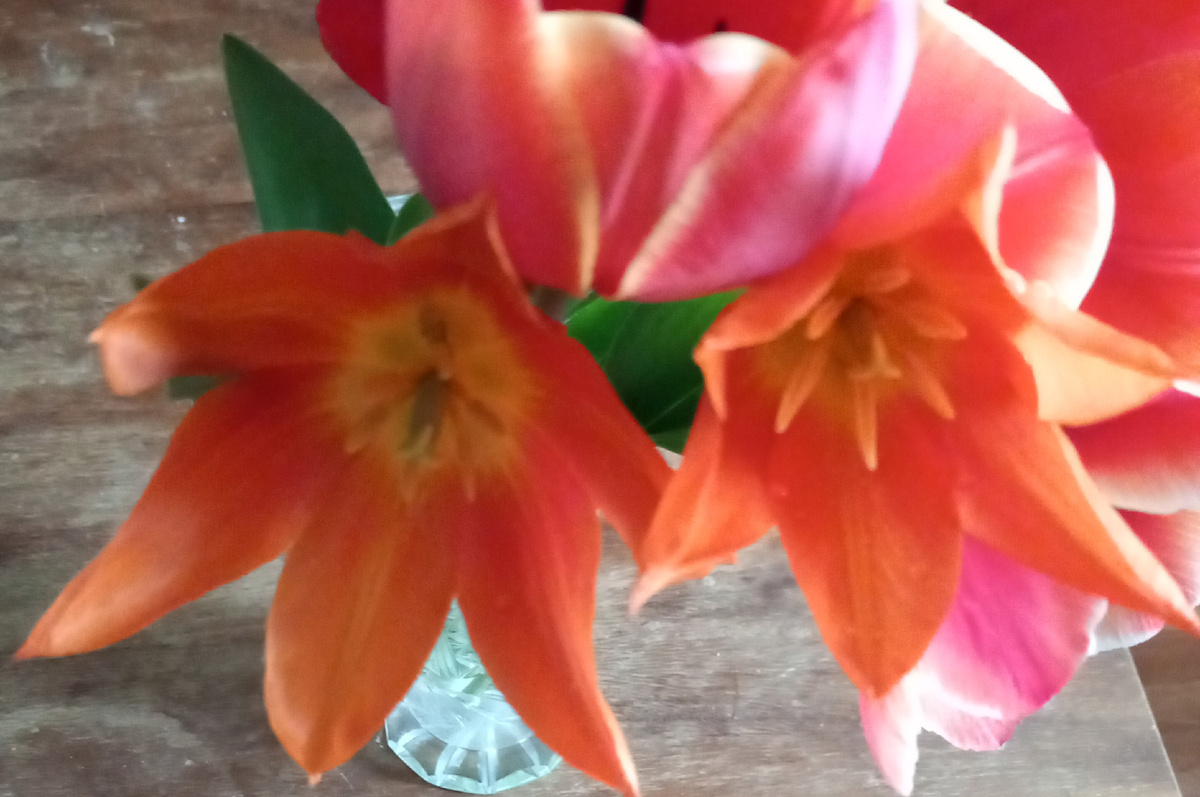 Свекровь сказала, что это тюльпаны сорта Александра - они у них растут, а меня так зовут