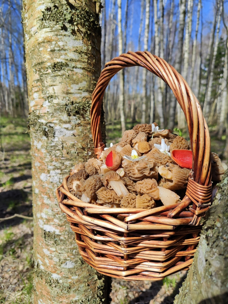    Грибники по соседству с Карелией похвастались первыми находками 47channel / паблик "Грибы и грибники СПб"