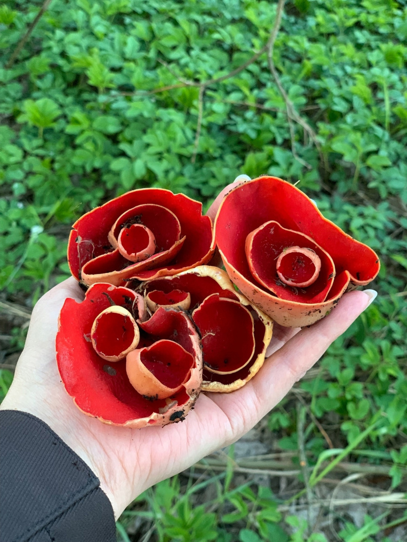    Грибники по соседству с Карелией похвастались первыми находками 47channel / паблик "Грибы и грибники СПб"