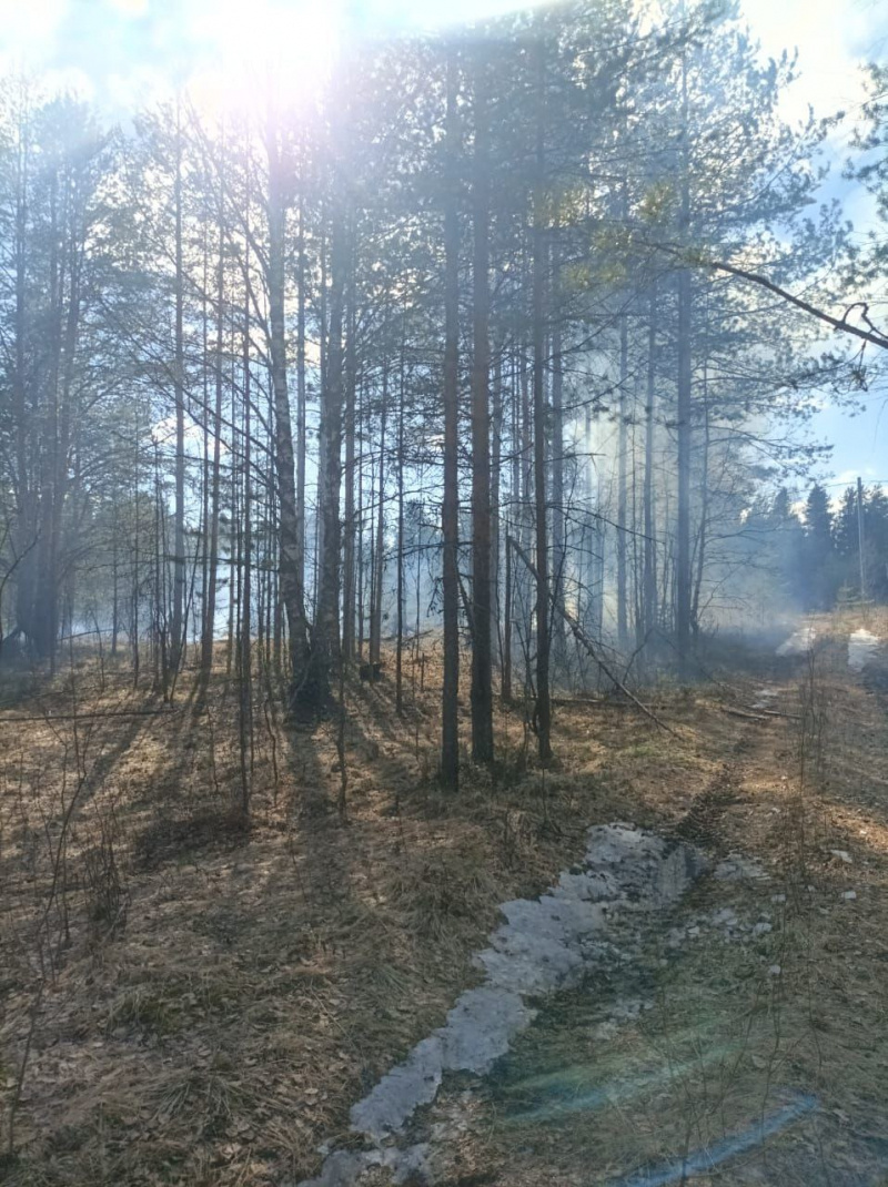   Лесной пожар возник в Карелии из-за пала травыГоскомитет Карелии по безопасности