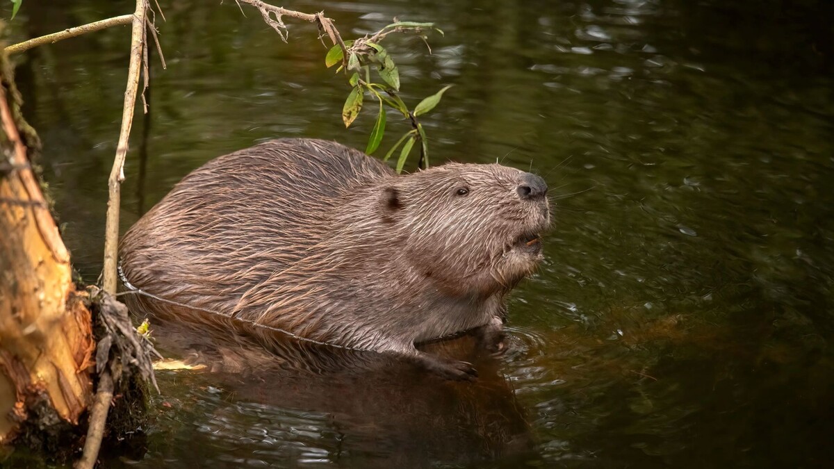    Фото: Digital Wildlife Scotland/Shutterstock/Fotodom
