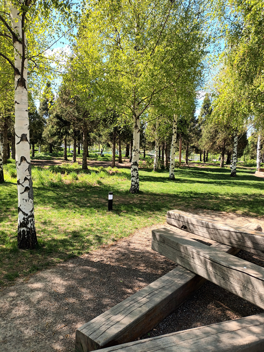 Березки и елочки "Зарядья"