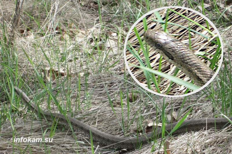    Камышин. Полоз вышел на охоту