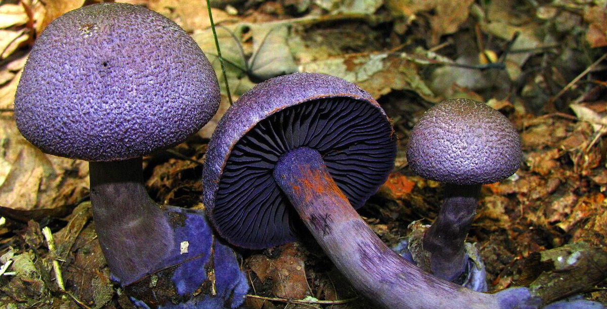 фото взято на просторах интернета