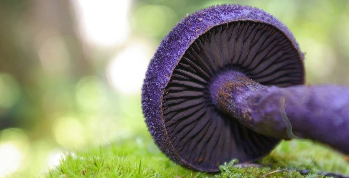 фото взято на просторах интернета