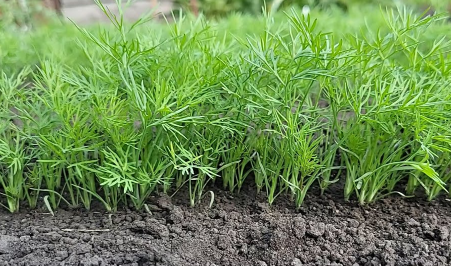 молодые ввсходы укропа