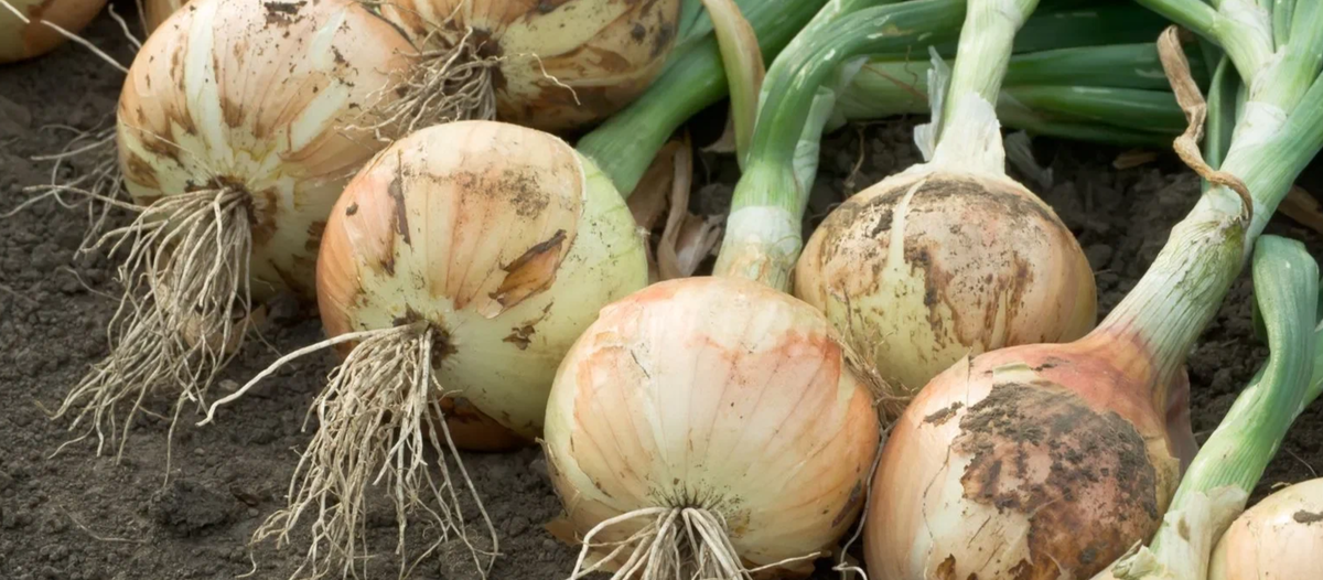 лук с кулак