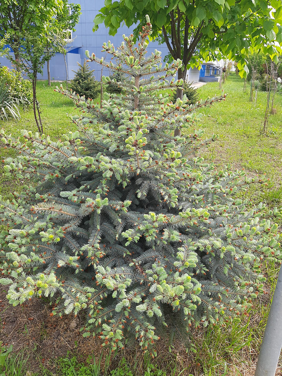 Листайте галерею, там все украшательства подробнее
