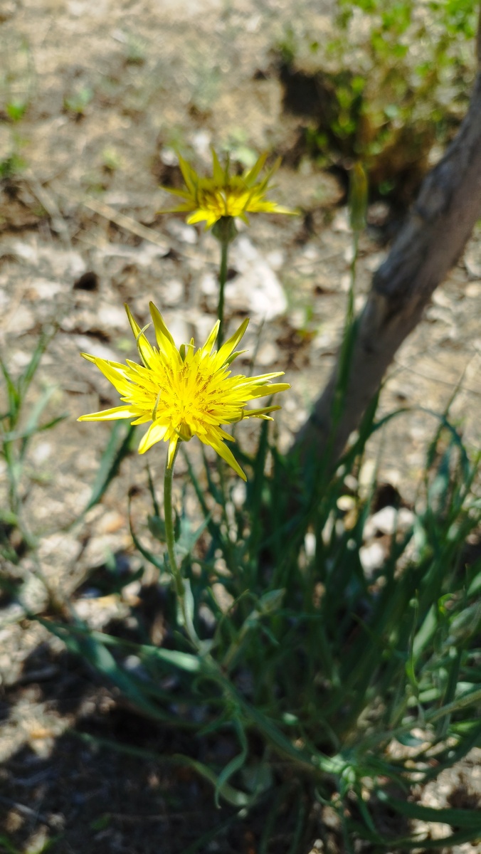 Козлобородник