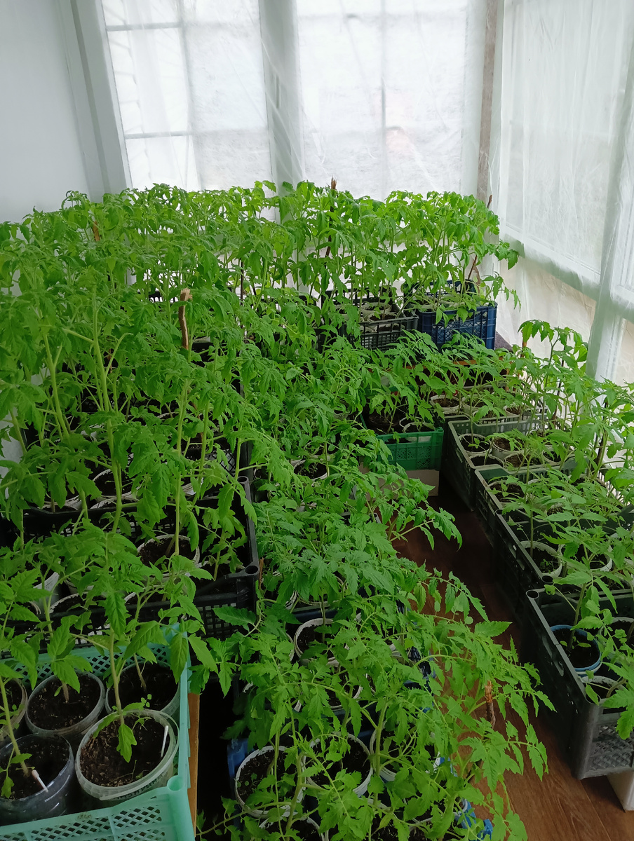 Мое помидорное царство!😄