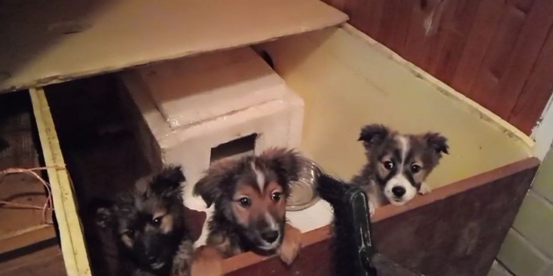 Люди спасли трех щенков, а когда принесли домой, отогрели, поняли, что совершили ошибку