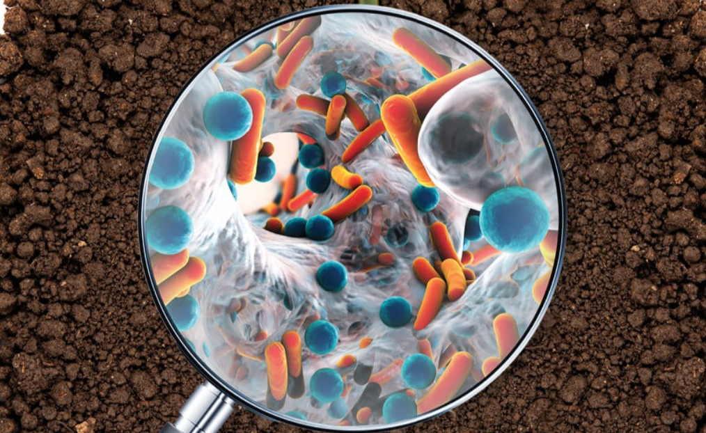 микрофлора почвы