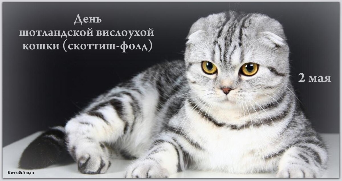 Коллаж автора. Использовано фото: https://pikabu.ru/story/interesnyie_porodyi_koshek_shotlandskaya_visloukhaya_6578351?cid=136334556