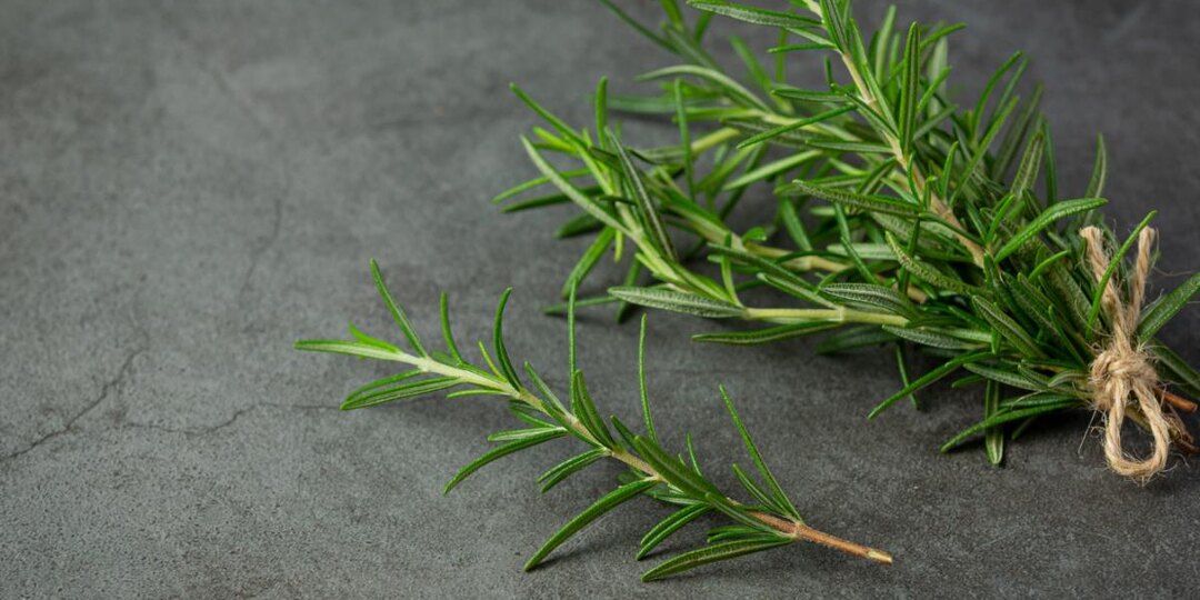 Розмарин в доме — не просто зелень! Узнайте, как он может изменить вашу жизнь