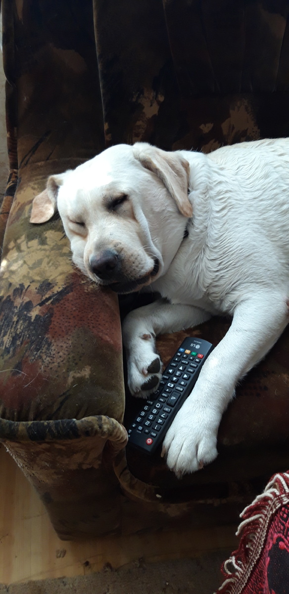 Охрана спит