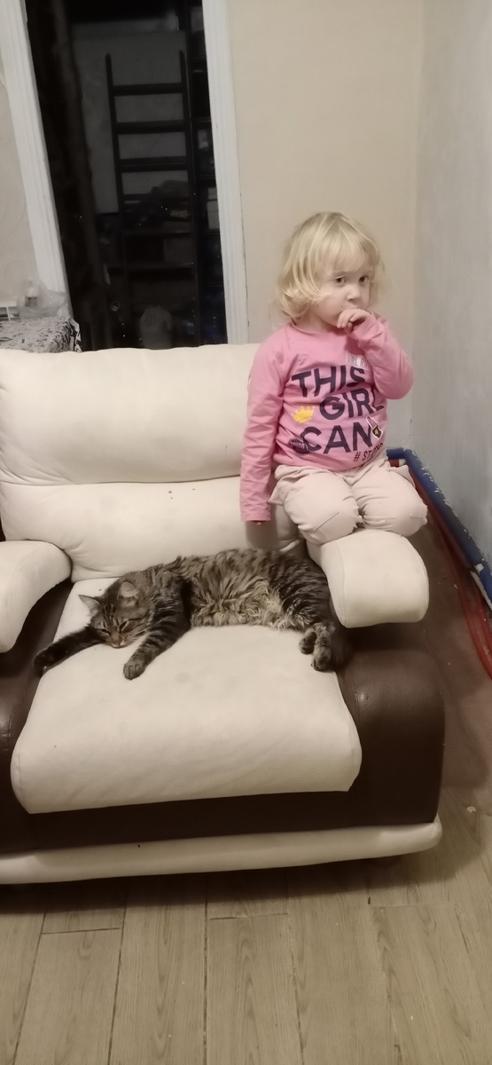 Собаки у меня нет есть только кот