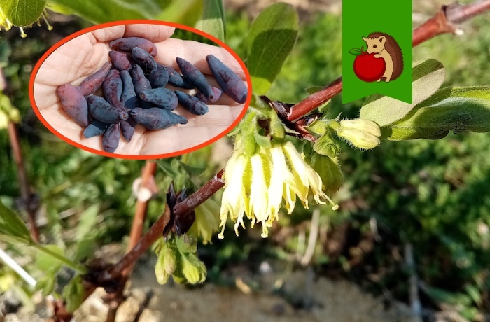 Любимая подкормка для жимолости в период цветения для обилия крупных ягод