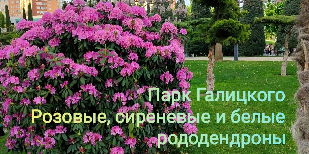 🌺В парке Галицкого цветут розовые, сиреневые и белые рододендроны🌺