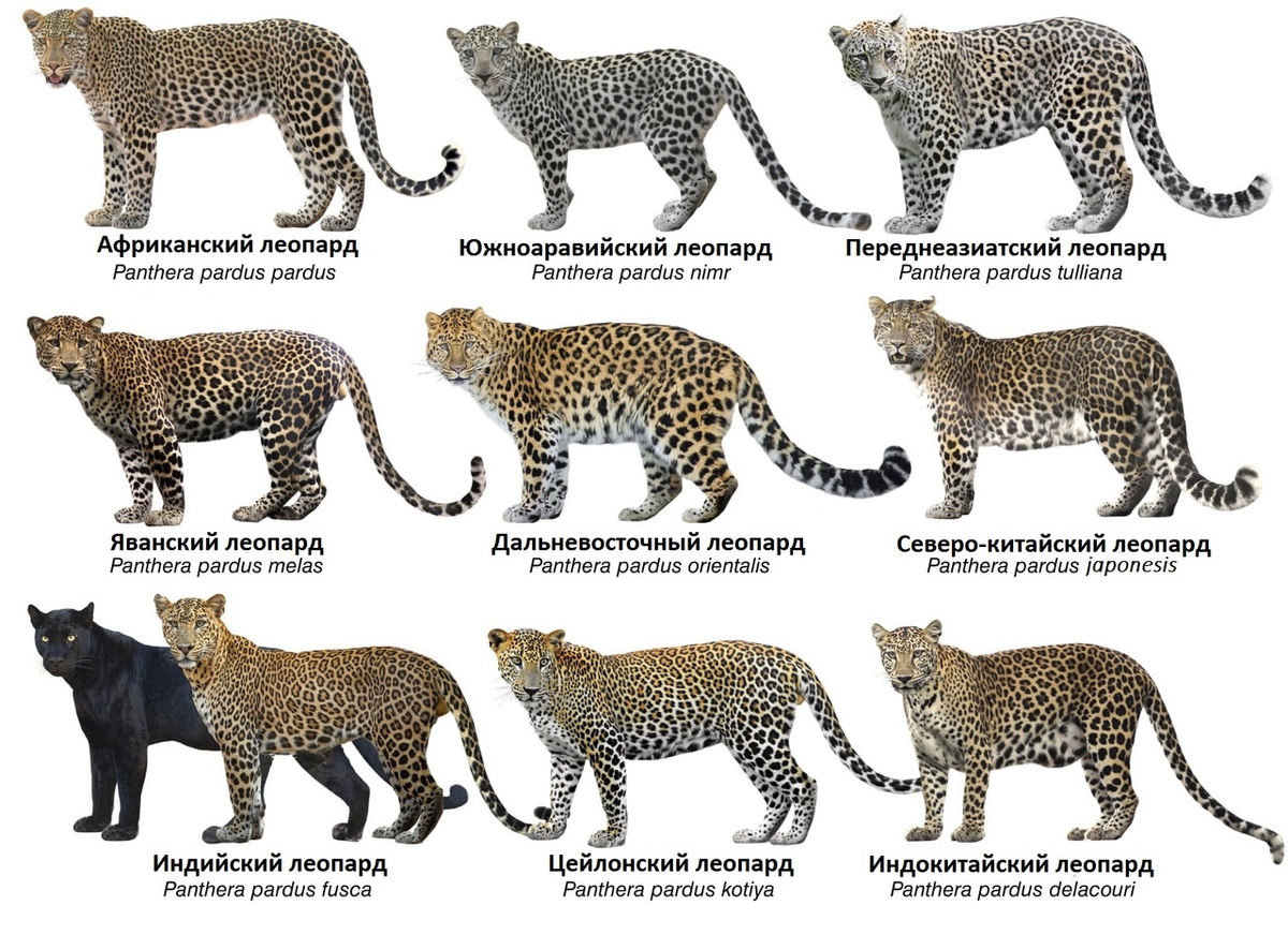 Источник фото: https://vk.com/wall-189019488_1316?w=wall-189019488_1316