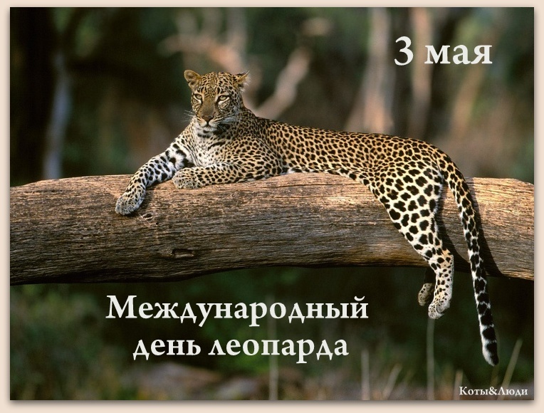 Коллаж автора. Источник фото: https://yandex.ru/images/search?from=tabbar&img_url=https%3A%2F%2Fbalthazar.club%2Fo%2Fuploads%2Fposts%2F2023-10%2F1697223304_balthazar-club-p-yaguar-v-dikoi-prirode-vkontakte-9.jpg&lr=10649&pos=14&rpt=simage&text=%D0%BB%D0%B5%D0%BE%D0%BF%D0%B0%D1%80%D0%B4