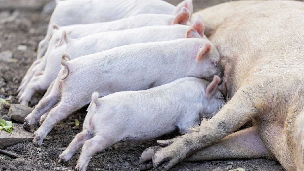    Aleksey Smyshlyaev/Globallookpress