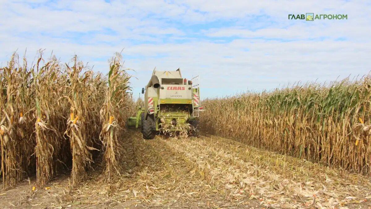 Фото: © Владимир Исаенко / Glavagronom.ru
Россия в новом сельхозгоду может увеличить экспорт кукурузы до 4 млн тонн