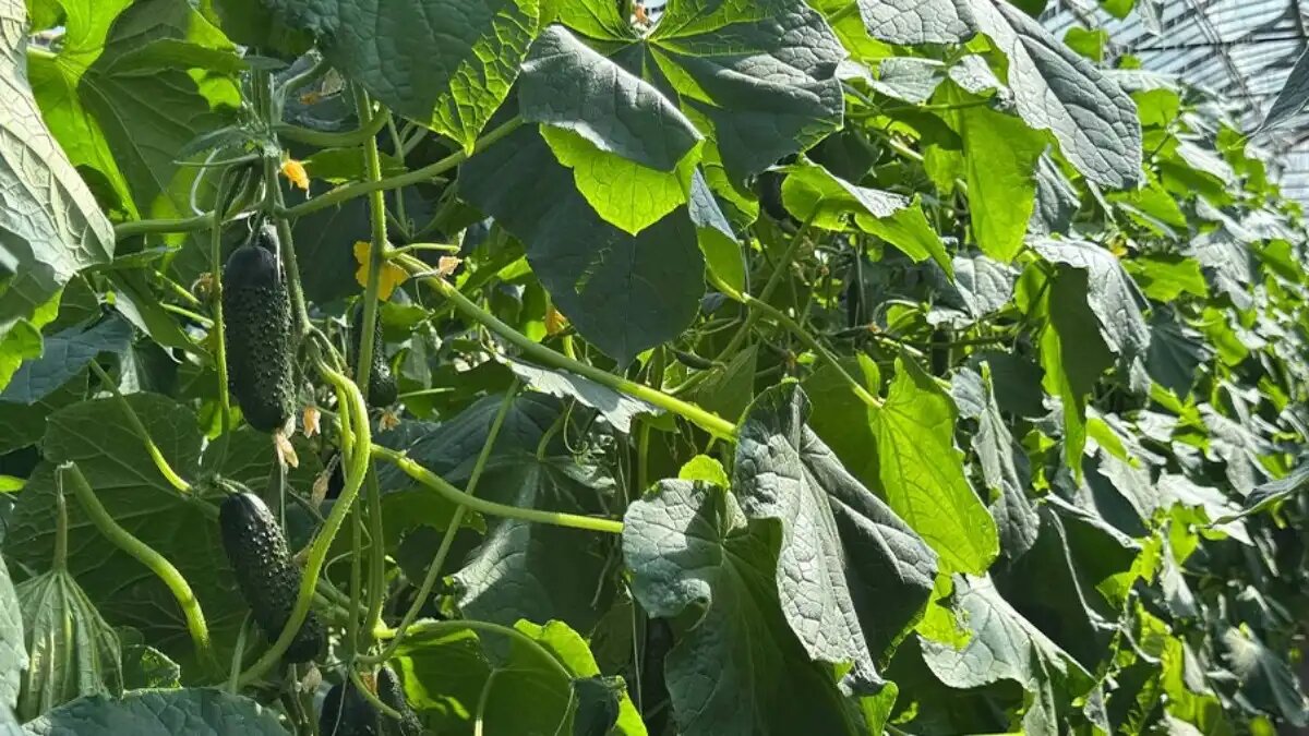 Фото:ФГБУ «ЦОК АПК»
В тепличных комплексах Крыма обнаружен западный цветочный трипс