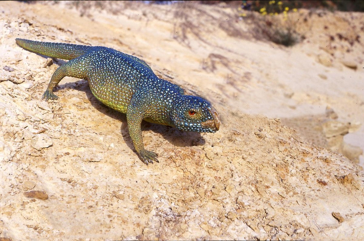 Ринхозавр в естественной среде.