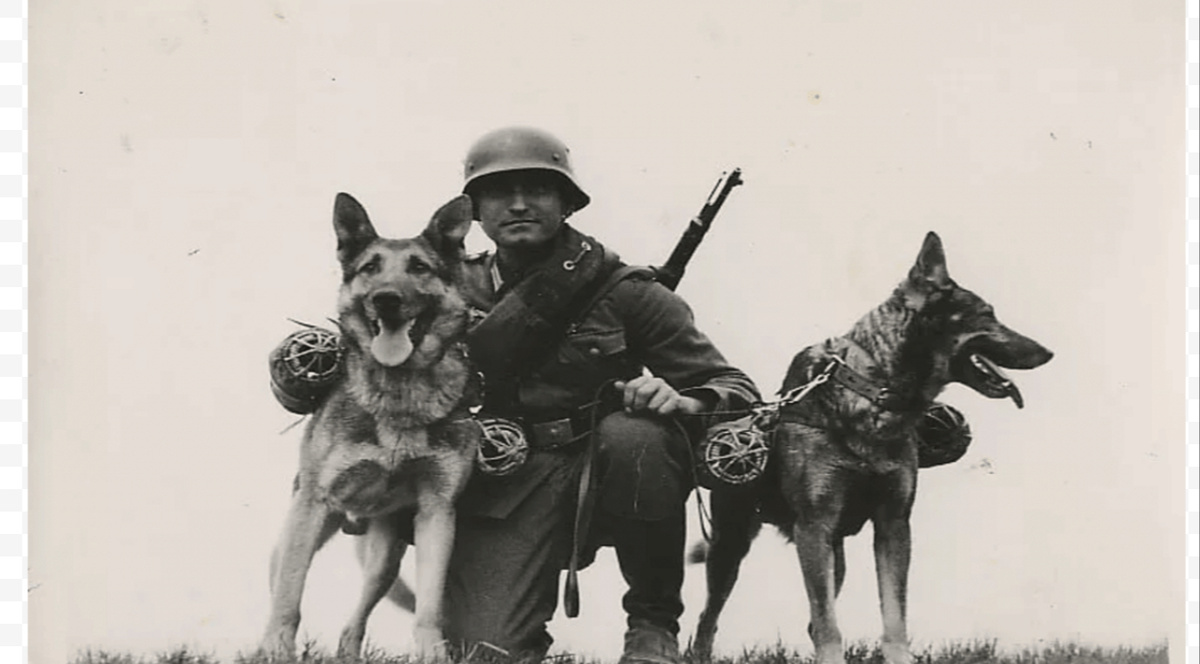 Пограничные псы ВОВ