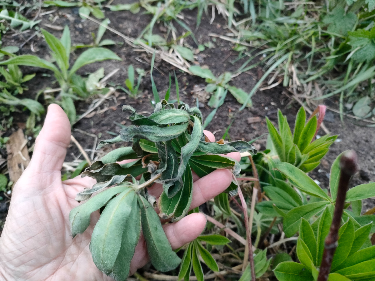 Часть листочков люпина подмерзла