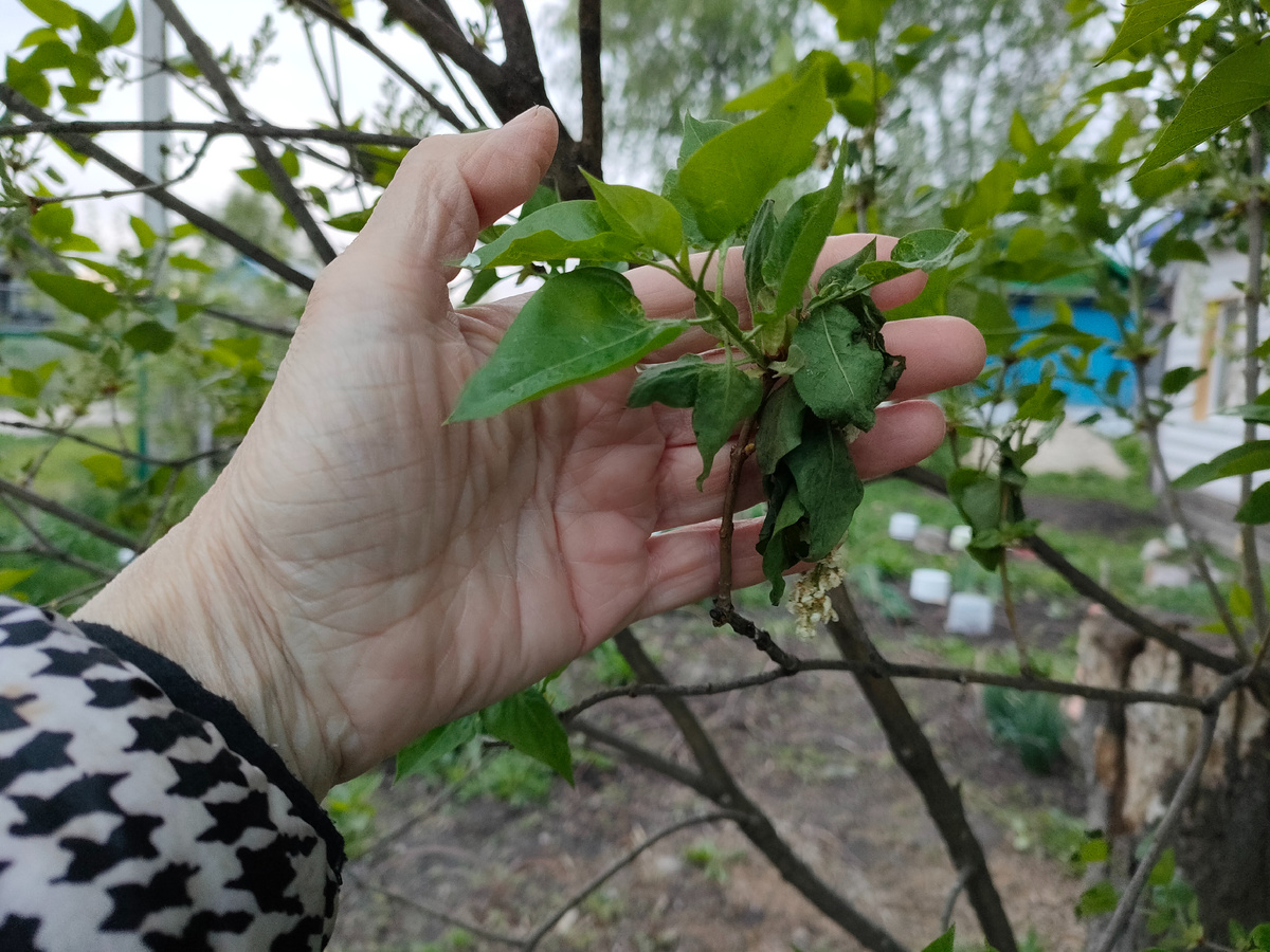 Сирени досталось от ночных заморозков