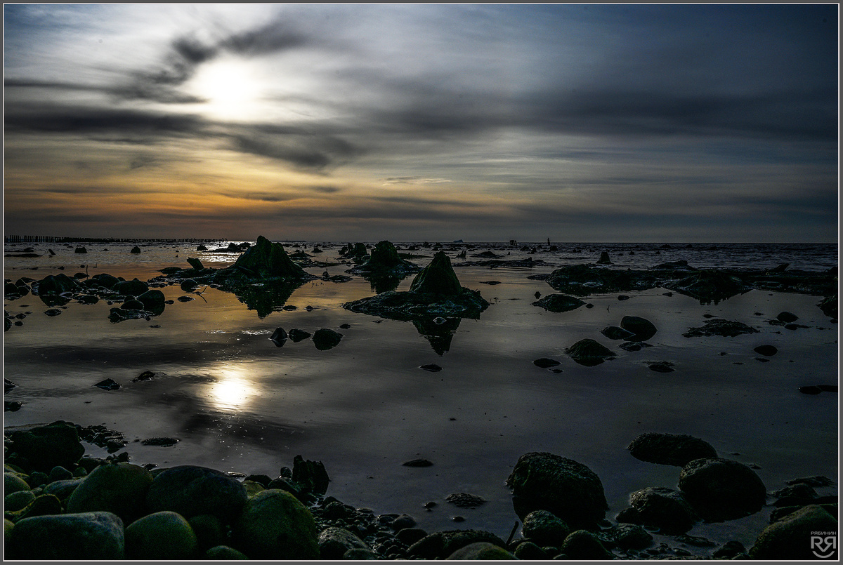 Реликтовый лес. Зеленоградск. 2025г. Фото: М. Рябинин