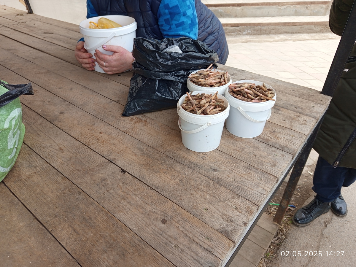 Пистики на Кудыкармском рынке. 250 рублей ведёрко.