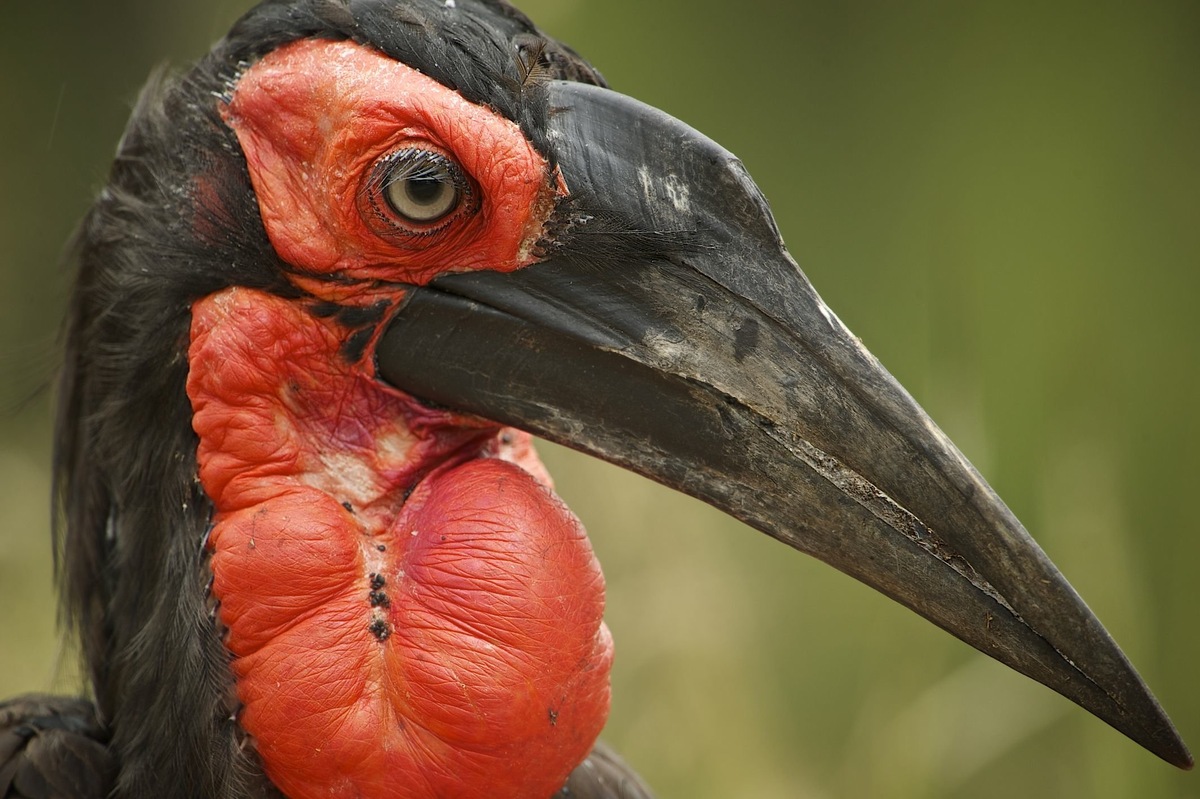 Кафский рогатый ворон. Фото взято из открытого источника