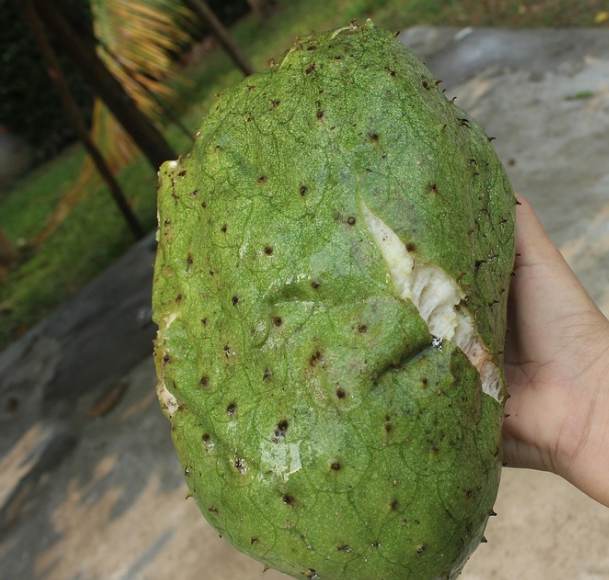 Вкуснейшая гуанабана. Фото с сайта pixabay.com