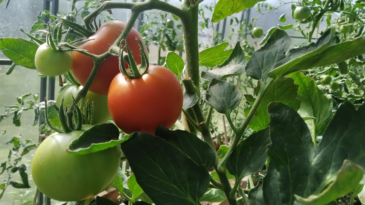 как я спасаю растения в теплице и в саду от морозных майских ночей