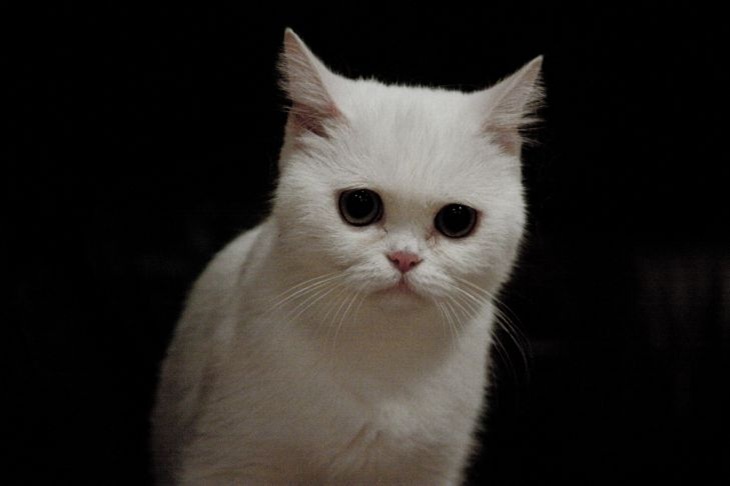    Кошка