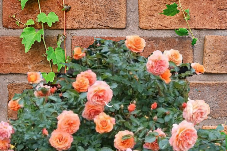 Роза Бельведер 