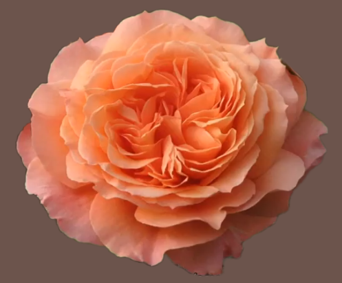 Цветок розы Бельведер 