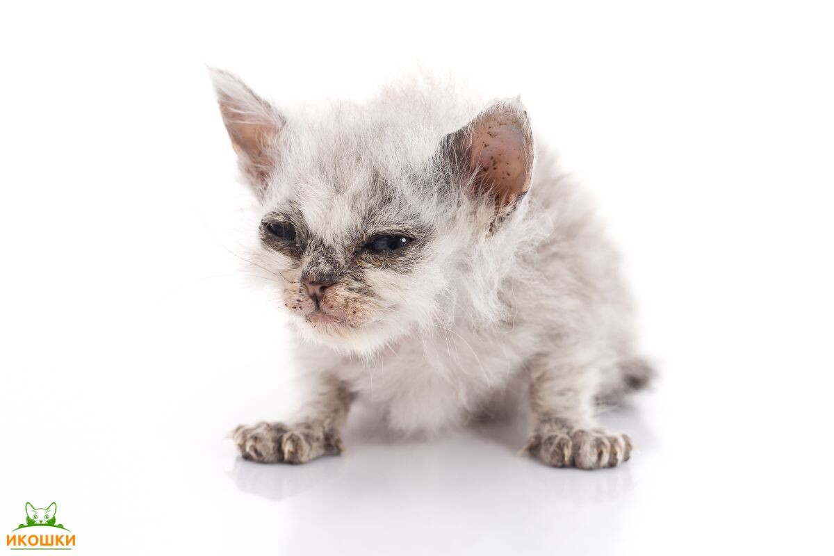 Синдром угасающего котёнка