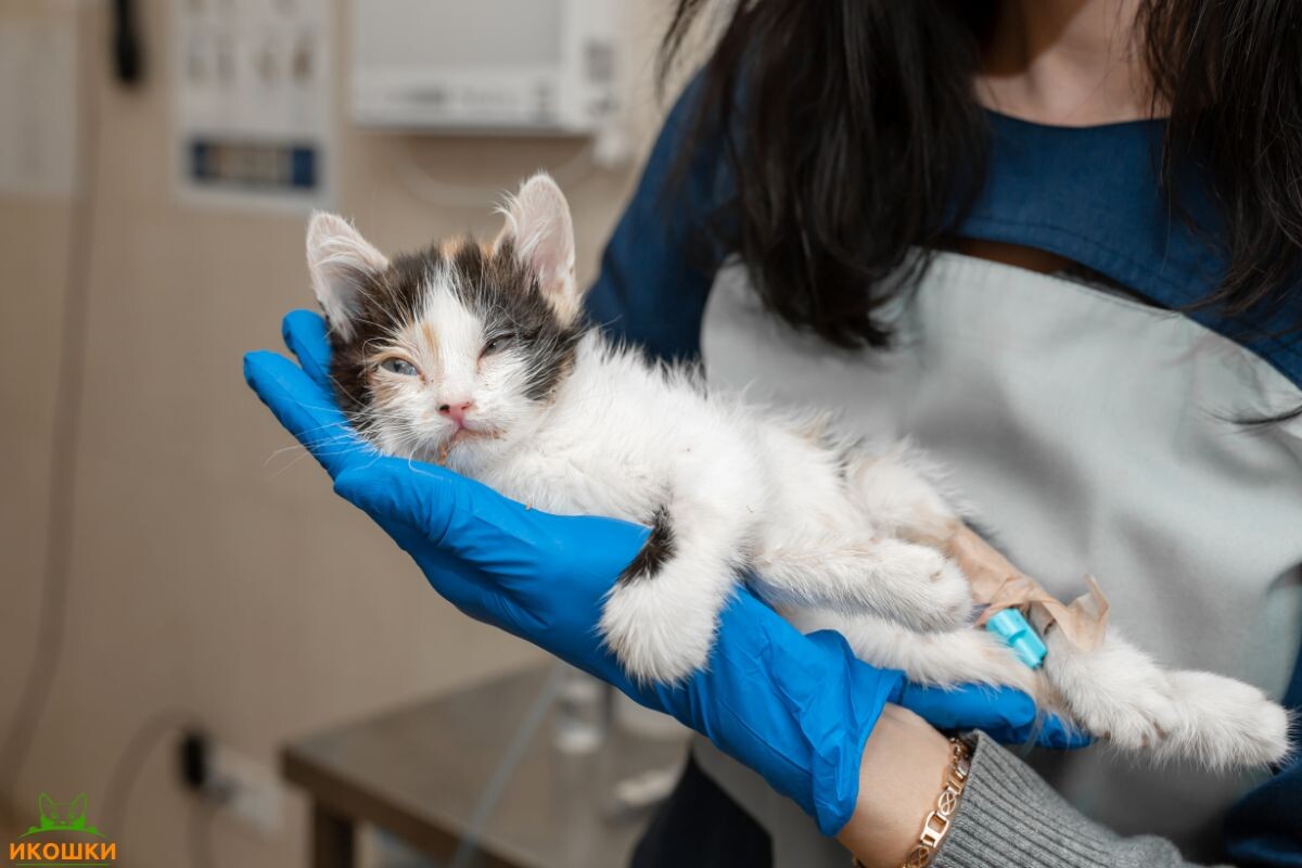 Котёнок у ветврача 