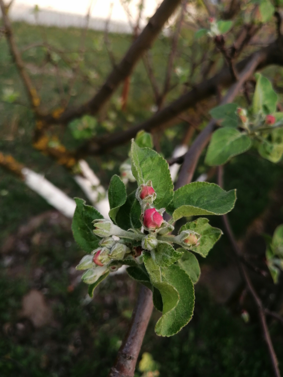 Яблоня скоро зацветет