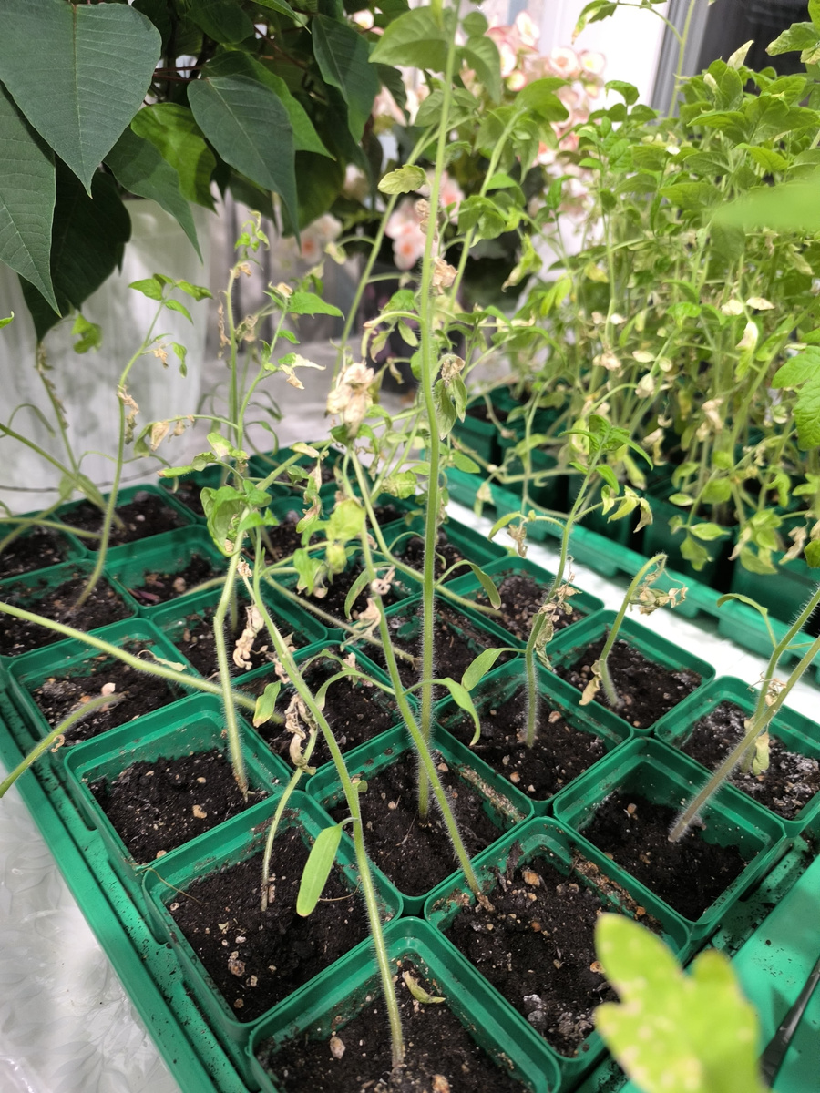 Эти ребята - обоженные пикированные ребята. Да, мне стыдно перед ними.