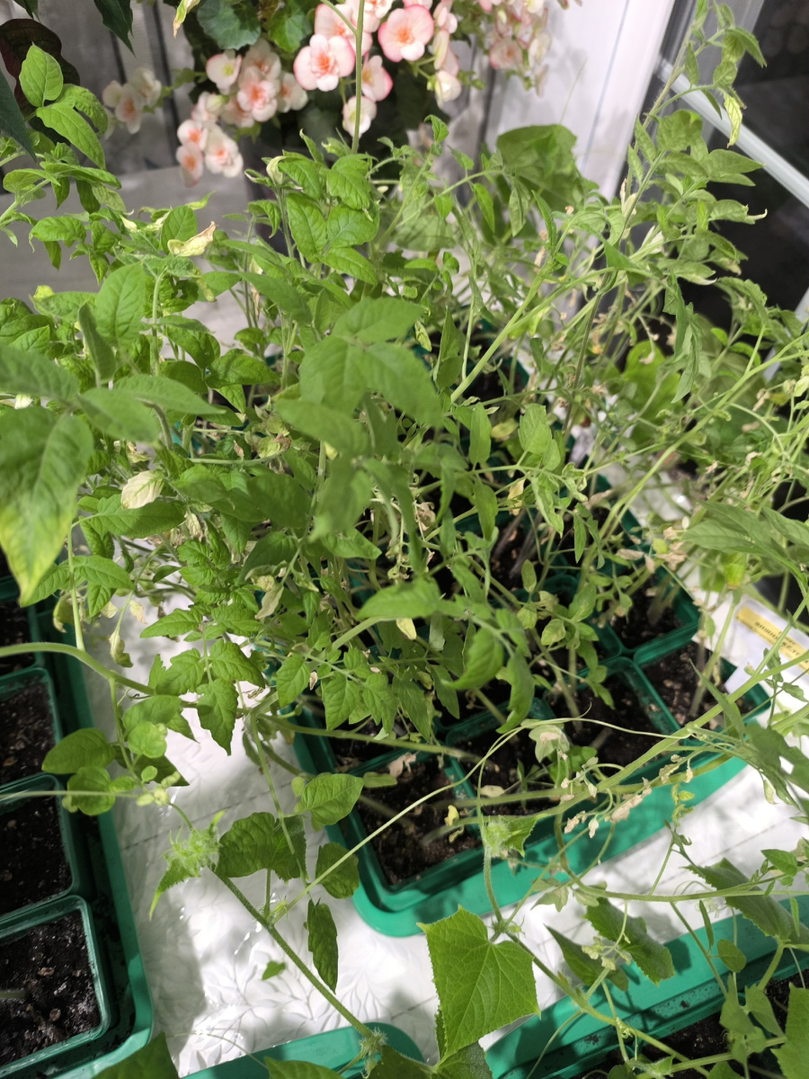 Лес помидор. Надо будет оттуда наковырять самых приличных.