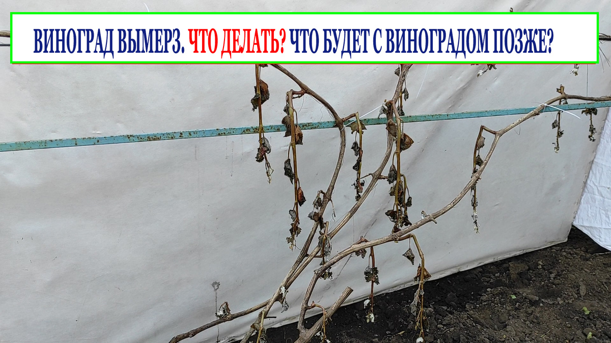 Вымерзшие полностью зеленые побеги через сутки после заморозка. Было -4 градуса.