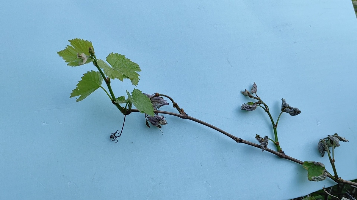 Вот так могут повреждаться зеленые побеги.