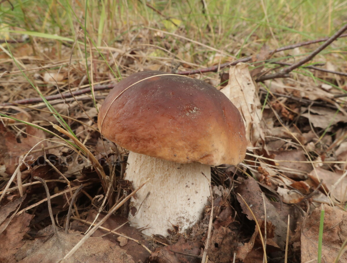 Вот вы как хотите, а для меня "трудовой гриб" - это отдых. Когда белых много, это превращается в работу (фото И.Лебединского)