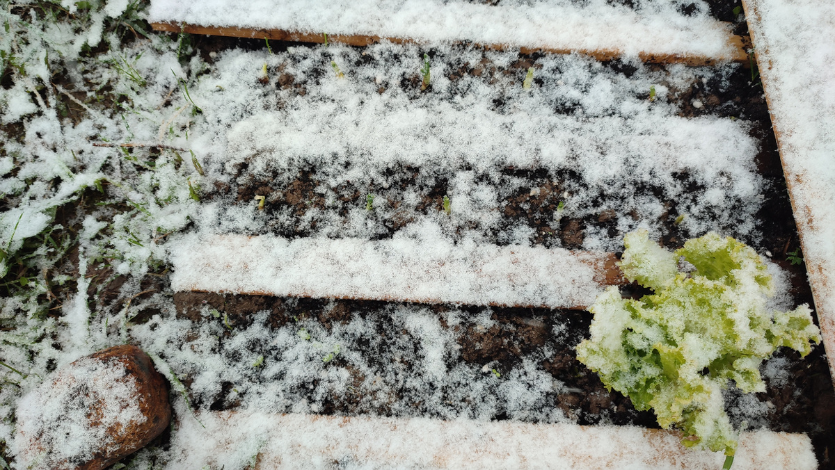 Моя грядка с луком и салатом